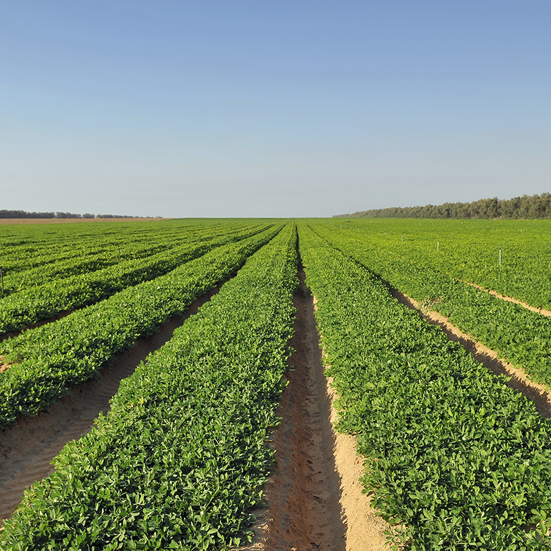 fields of peanut plants